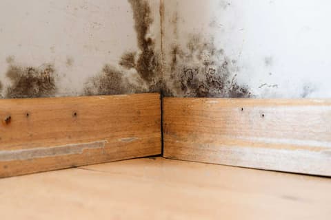 Allergic Reactions at a Quality Foundation Repair Austin inspection