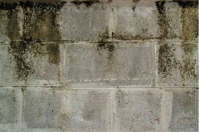 Quality Foundation Repair Austin inspecting heavy mold growth and water staining on a concrete block crawl space wall.